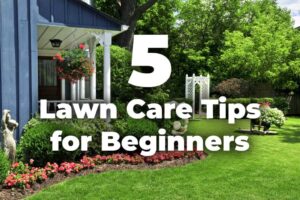 tree care regina